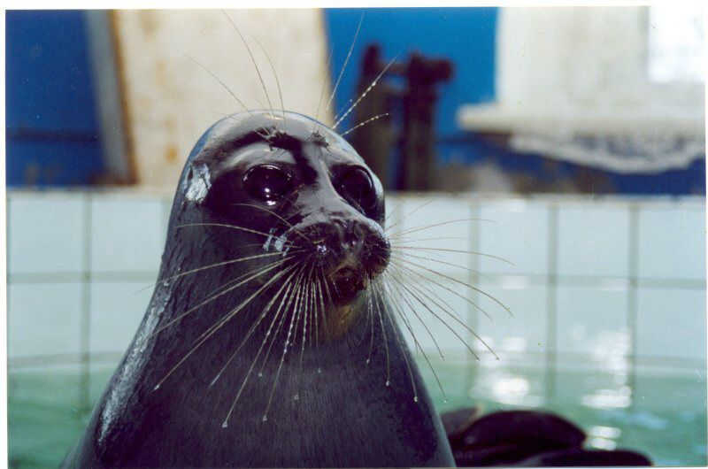 Шоу байкальских нерп Байкальская нерпа – самый известный обитатель Байкала, потрясающие создания!