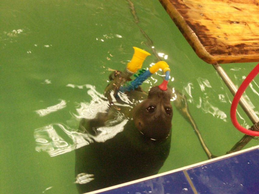 Шоу байкальских нерп Байкальская нерпа – самый известный обитатель Байкала, потрясающие создания!