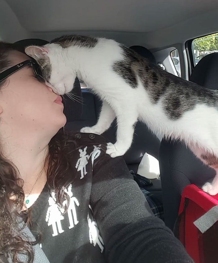 Спасение кота