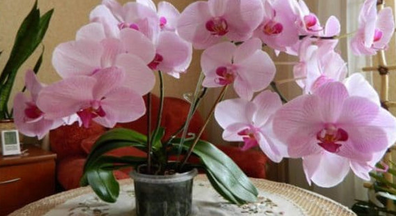 Как заставить цвести орхидею? Есть один верный способ!