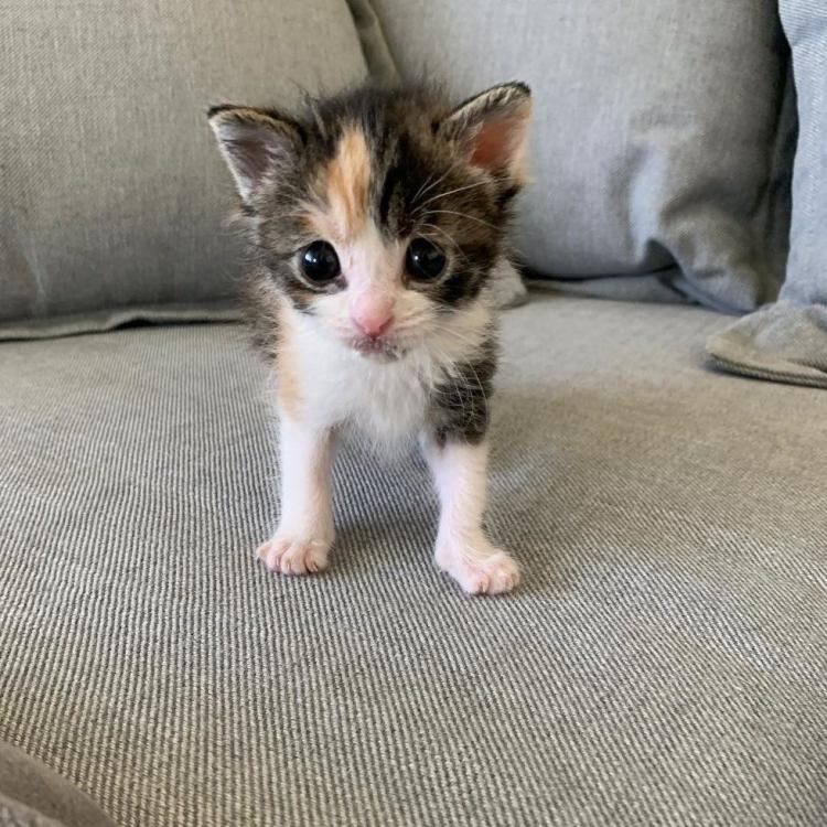 Котенок Замарашка, которая очень хотела жить