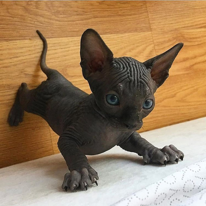 Наши любимые когтистые злючки, которые больше смешат, чем пугают
