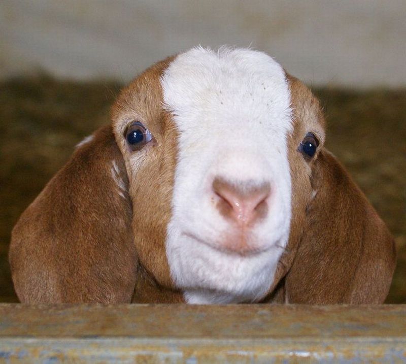 smilinggoats17 Козляшки улыбашки