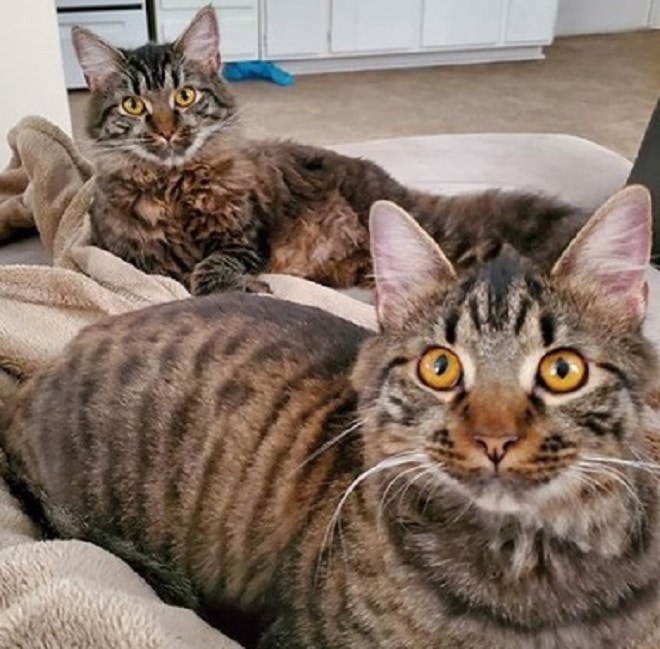Домашние котики Коты в доме