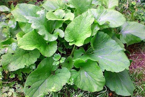 Лопух - одно из самых популярных растений в народной медицине