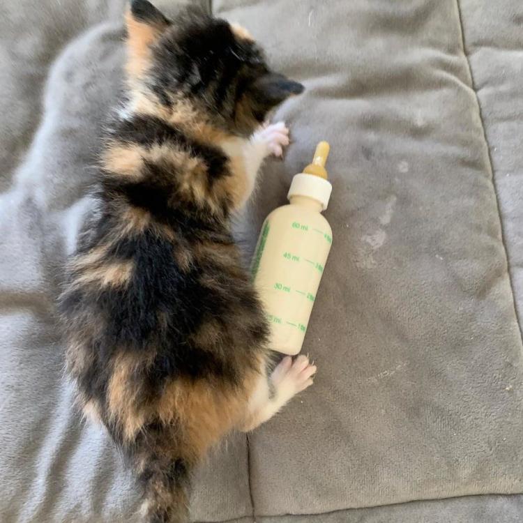 Котенок Замарашка, которая очень хотела жить