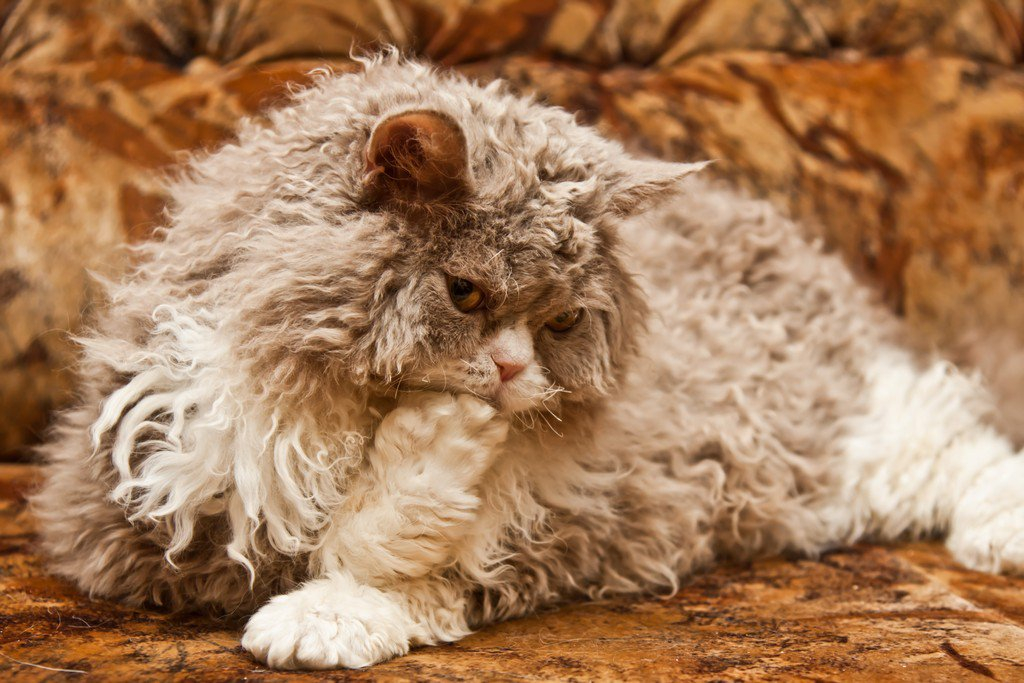 Почему кошка лучше жены Почему кошка лучше жены