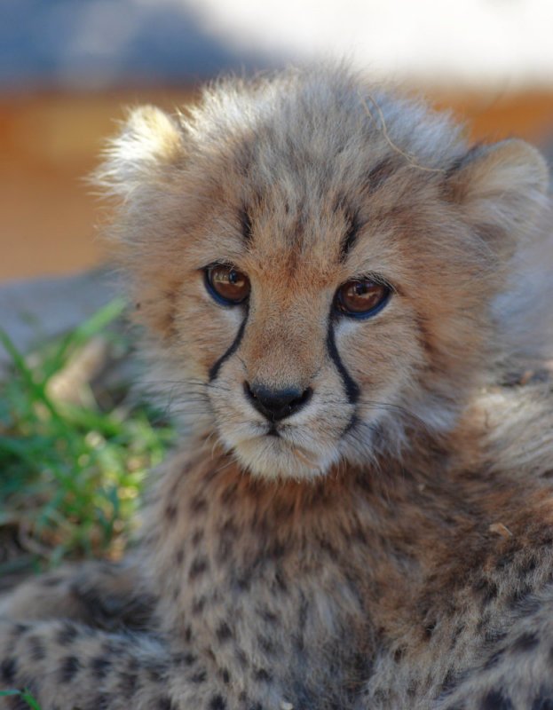 Дикие кошки (27 фото)