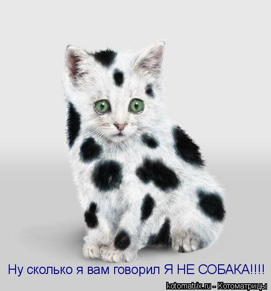 kotomatritsa_n (1) (558x600, 115Kb)
