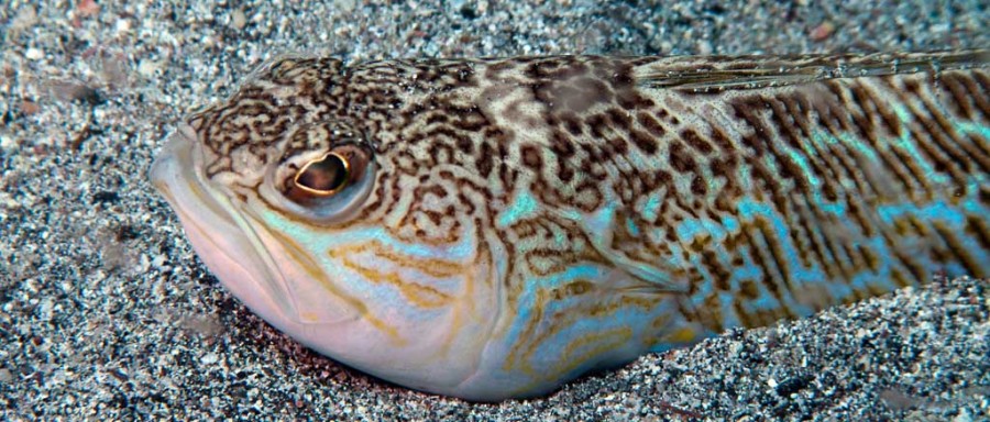Морской дракончик