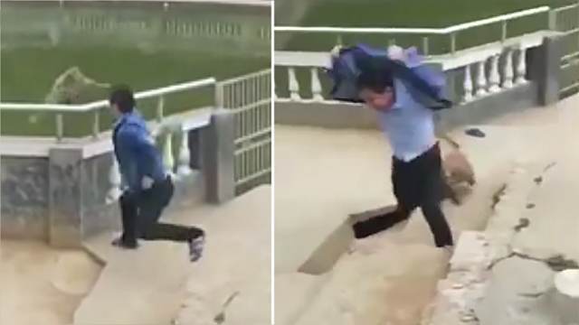 Видео: макака отомстила обидчику, столкнувшему ее с перил