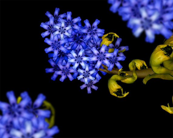 Сесилия Уэббер: Human Flowers