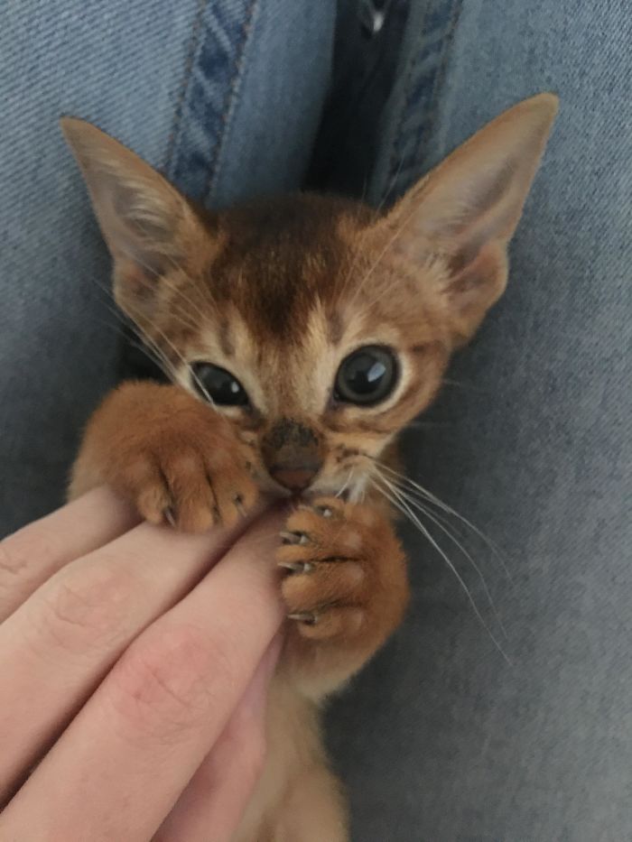 Наши любимые когтистые злючки, которые больше смешат, чем пугают