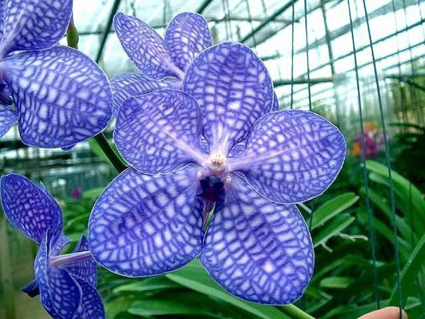 Орхидея ванда (Vanda). ПРАВИЛЬНЫЙ УХОД Орхидея ванда (Vanda). ПРАВИЛЬНЫЙ УХОД