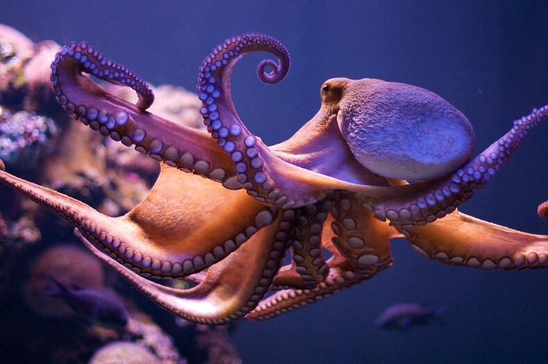 10 самых сообразительных животных