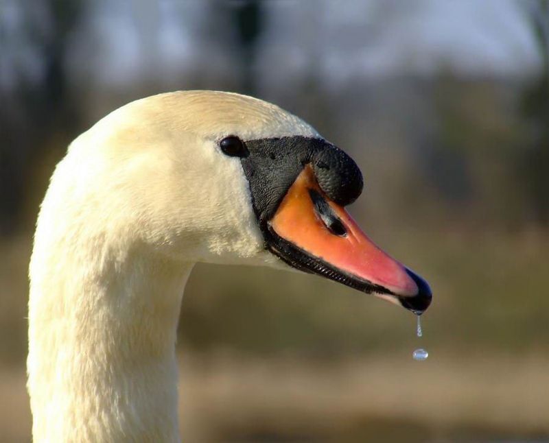 Великолепные моменты из мира животных (60 фото) Великолепные моменты из мира животных (60 фото)