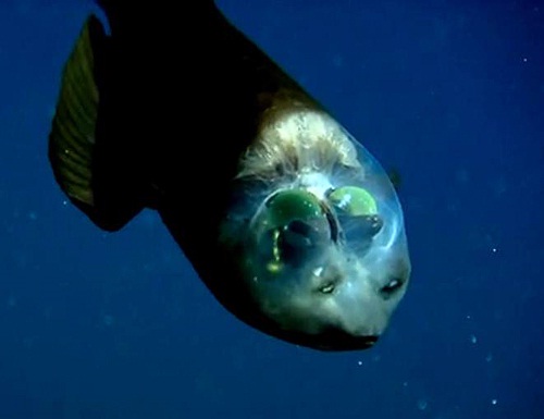 Самая странная рыба в мире
