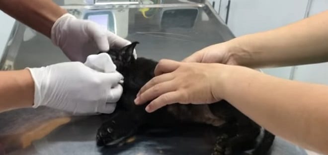 Щенок застрял в грязном сарае и жалобно кричал, а бедная мама ничем не могла ему помочь