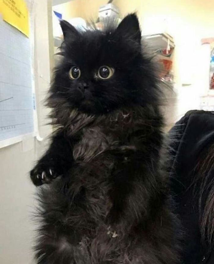 Наши любимые когтистые злючки, которые больше смешат, чем пугают
