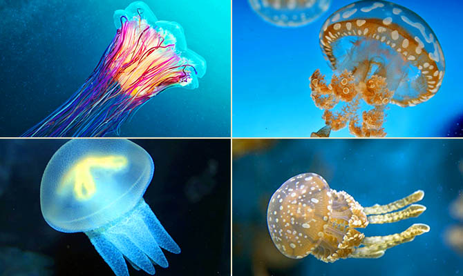 Интересные факты о медузах + Видео
