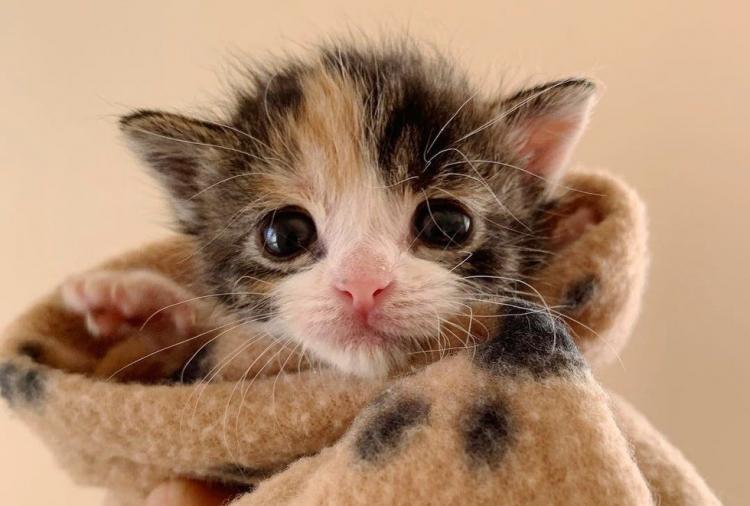 Котенок Замарашка, которая очень хотела жить