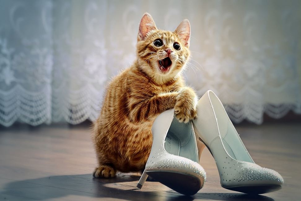 Почему кошка лучше жены Почему кошка лучше жены