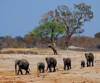 Слонов теперь травят, зачем? В Зимбабве слонов отравили цианидом