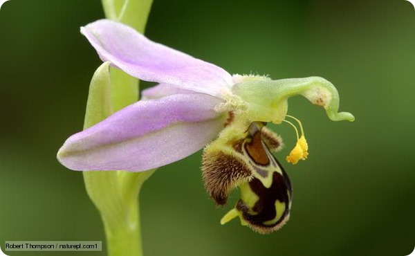   (. Ophrys apifera)