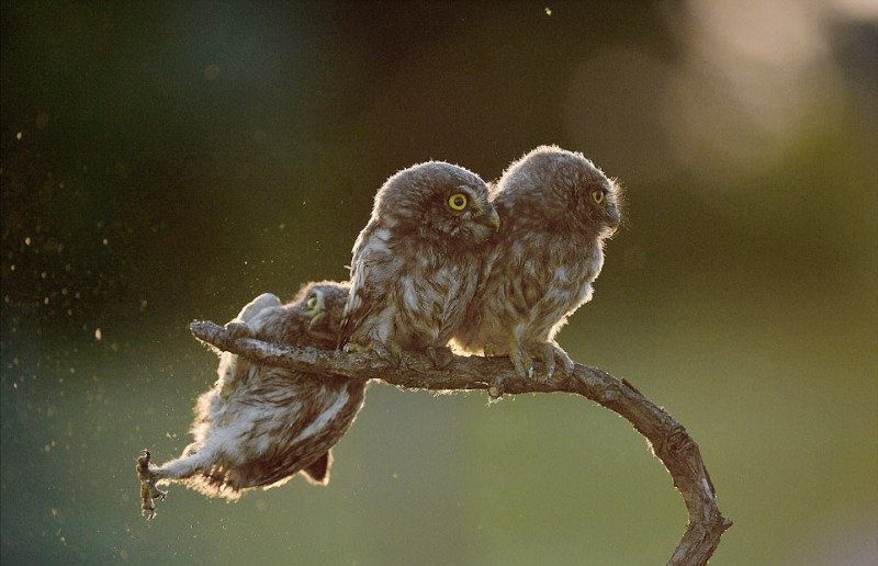 14 самых смешных снимков животных на конкурсе Comedy Wildlife Photography Awards 2017 14 самых смешных снимков животных на конкурсе Comedy Wildlife Photography Awards 2017