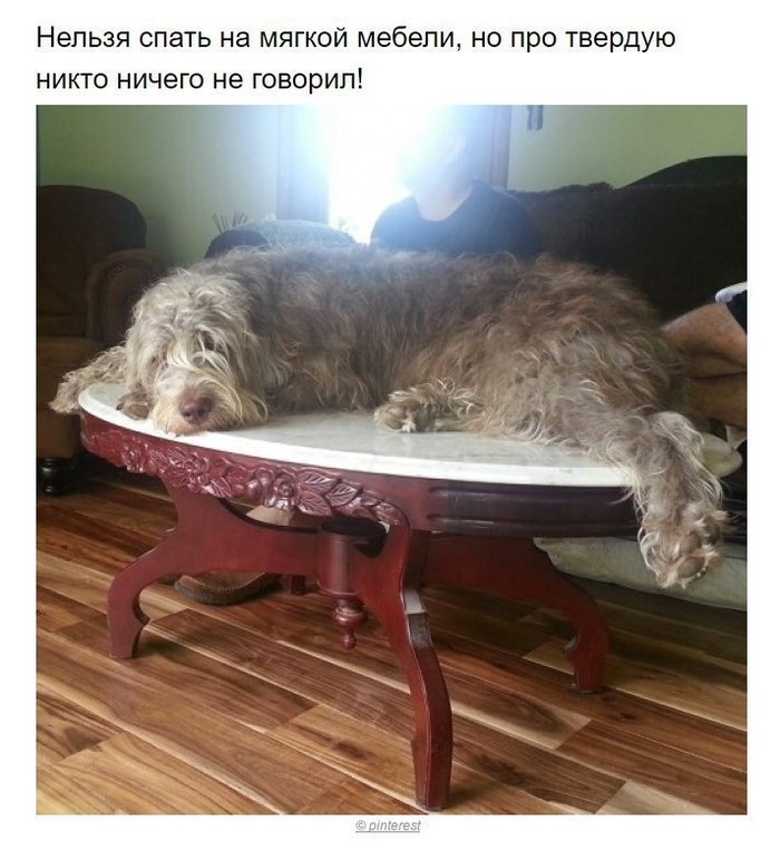 Собаки, которые поняли эту жизнь Собака, хитрые твари, длиннопост