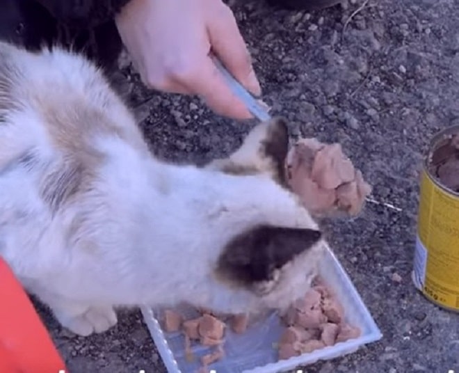 Кошка кушает Кошку кормят