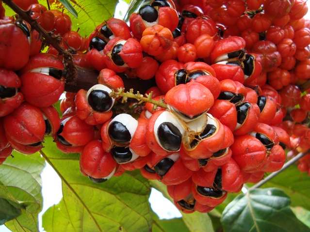 fructi-10.jpg