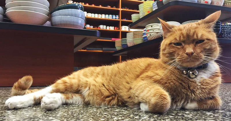 Когда-то у Бобо не было дома, но потом его приютили в китайском магазине  животные, кот, магазин, работа