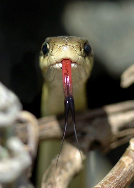 Великолепные моменты из мира животных (60 фото) Великолепные моменты из мира животных (60 фото)