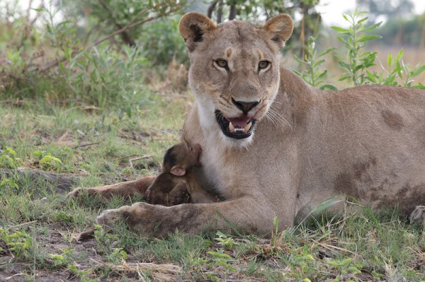 Львица убила бабуина, но то что произошло дальше повергло в шок фотографа
