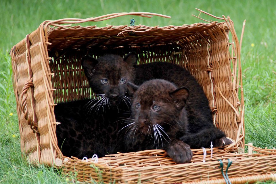 Коробки и кошки... большие кошки