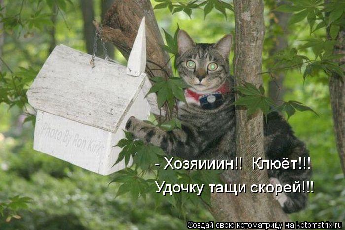 Сорт винограда маршал фош фото и описание Сорт винограда маршал фош фото и описание
