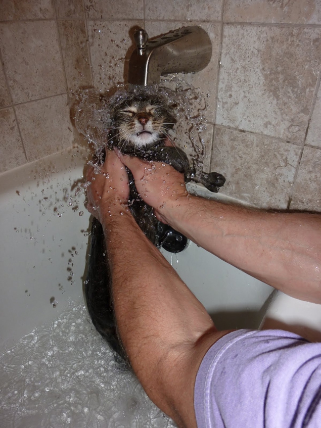 Команда мокрых котиков: они высохнут и отомстят! коты, купать, месть близко, ненависть