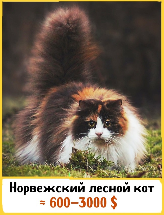 Самые дорогие породы домашних кошек Самые дорогие породы домашних кошек