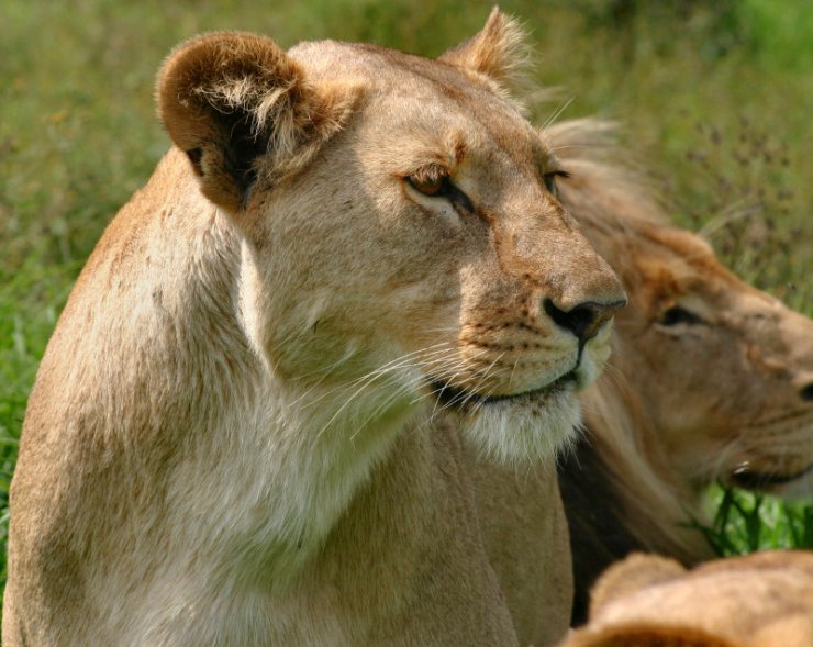 Дикие кошки (27 фото)