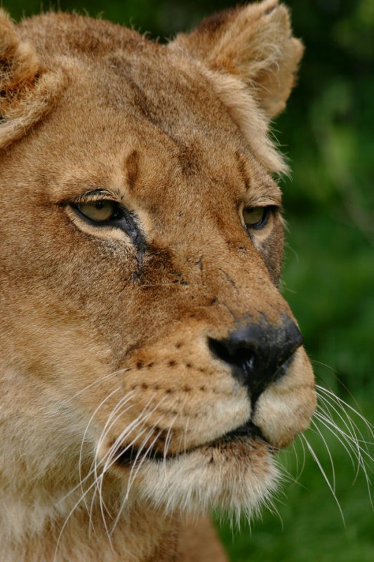 Дикие кошки (27 фото)