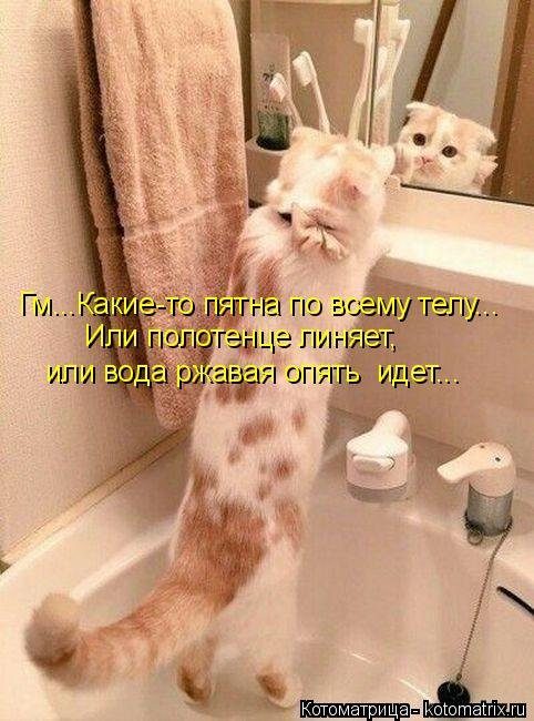 Уморительные котоматрицы для отличного настроения Уморительные котоматрицы для отличного настроения