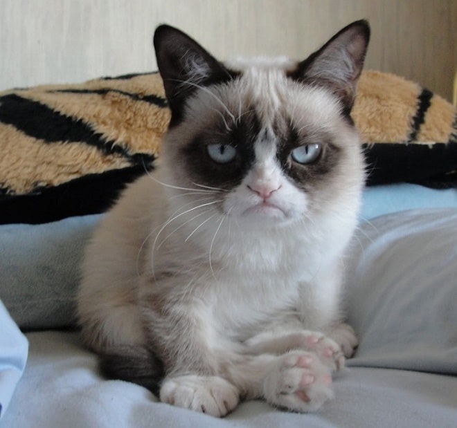 Угрюмая кошка «Вставай, соня!»: новая Grumpy Cat, ставшая звездой Интернета, не дает хозяйке спать по утрам