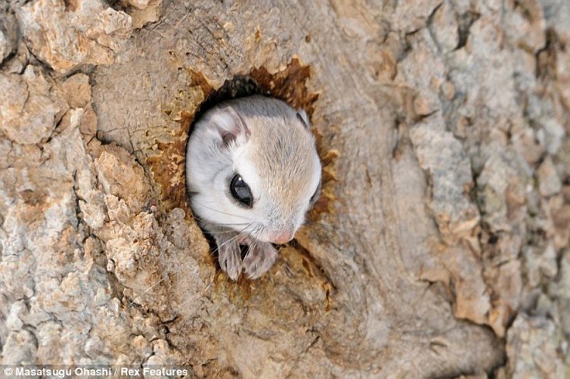 squirrels06 squirrels06 Сибирские белки летяги это нечто