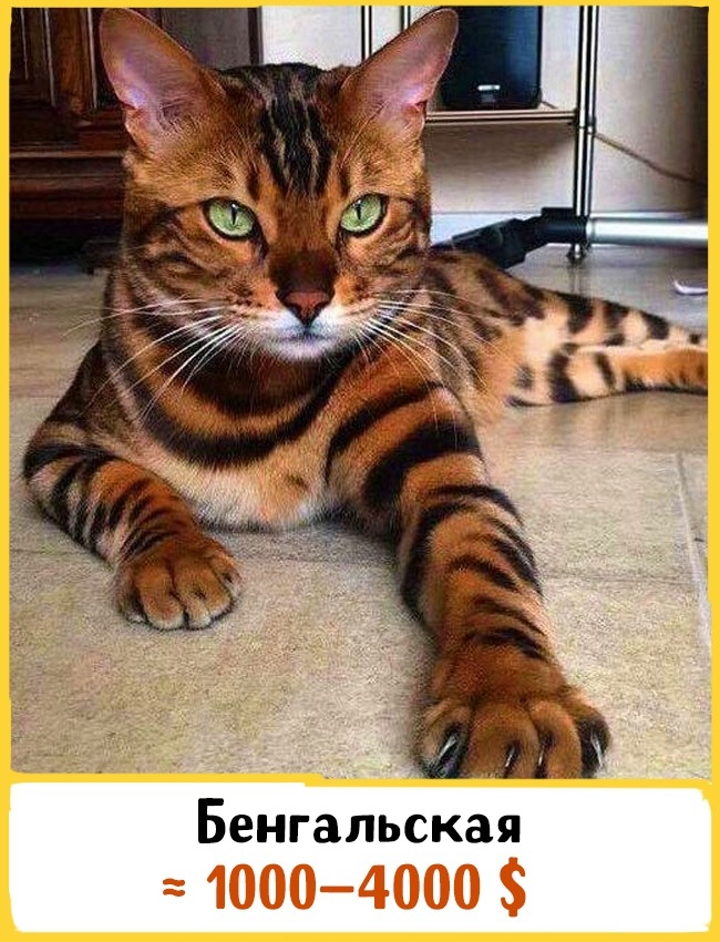 Самые дорогие породы домашних кошек Самые дорогие породы домашних кошек
