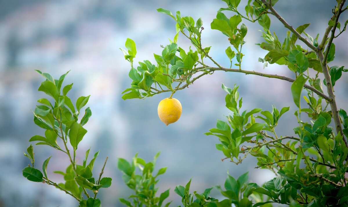 «Из каждого лимона нужно уметь сделать лимонад»