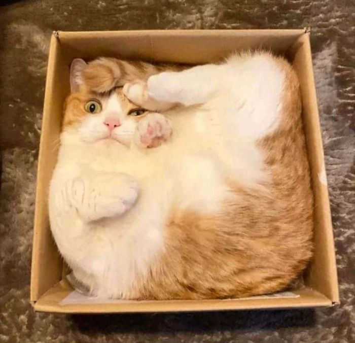 10+ смешных фото, доказывающих, что кошки прибыли к нам с другой планеты