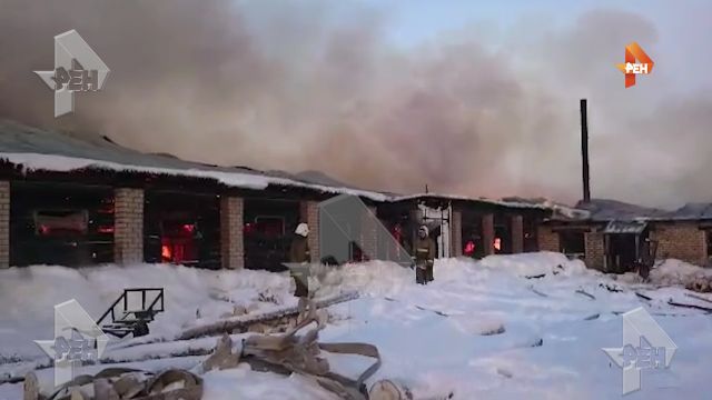 Видео: порядка 400 свиней сгорели в результате пожара на ферме в Архангельской области