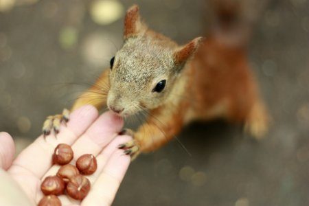 Животные антидепрессанты, фотографии