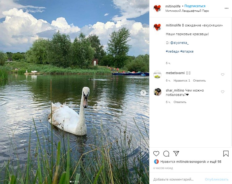 Фото дня: лебеди в Ландшафтном парке
